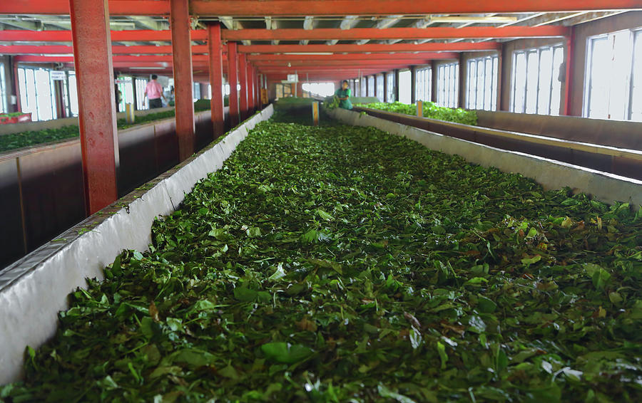 Fermentation of tea leaves Photograph by Mikhail Kokhanchikov - Fine ...