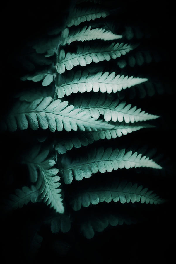 Fern #24 Photograph by Philippe Sainte-Laudy