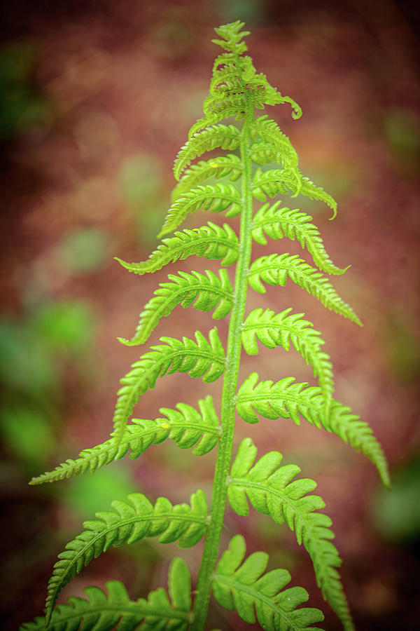 Fern 4 Photograph by Lilia S