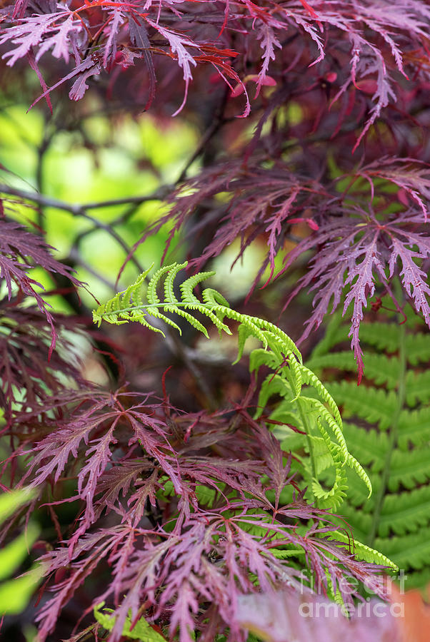 Fern and Acer Foliage in Spring  Photograph by Tim Gainey