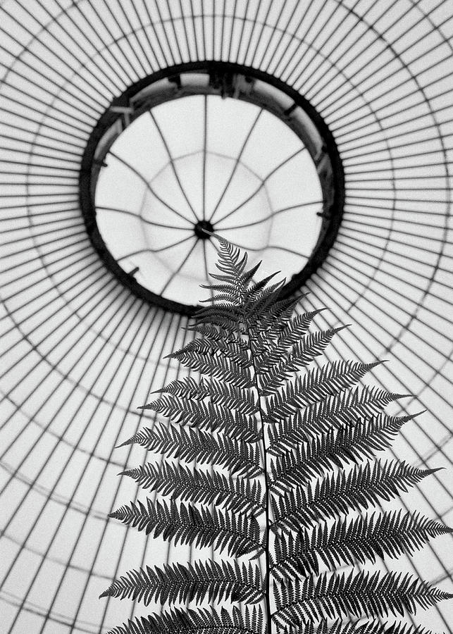Fern And Dome Photograph