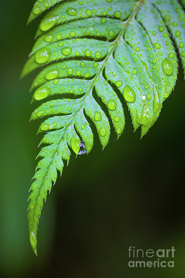 Fern and Droplets Photograph by Inge Johnsson