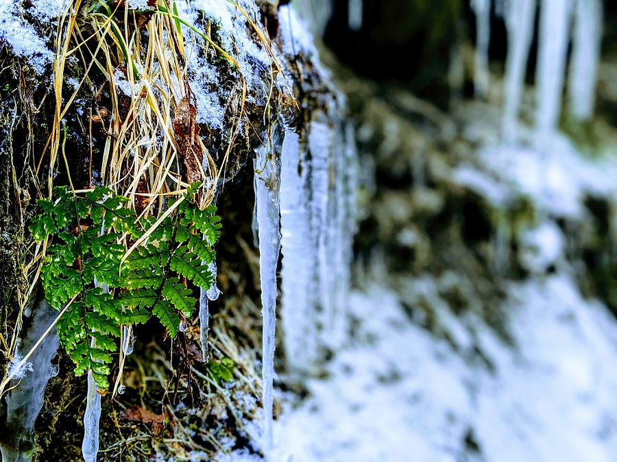 Fern and Icicles Photograph by Brad Nellis