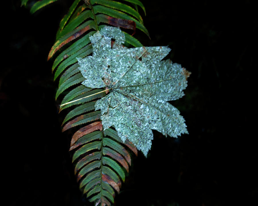 Fern and Leaf Photograph by Cheryl Day