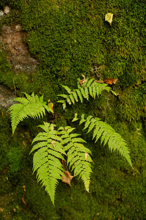 Fern and moss in the forest Photograph by Giuseppe Zanoni