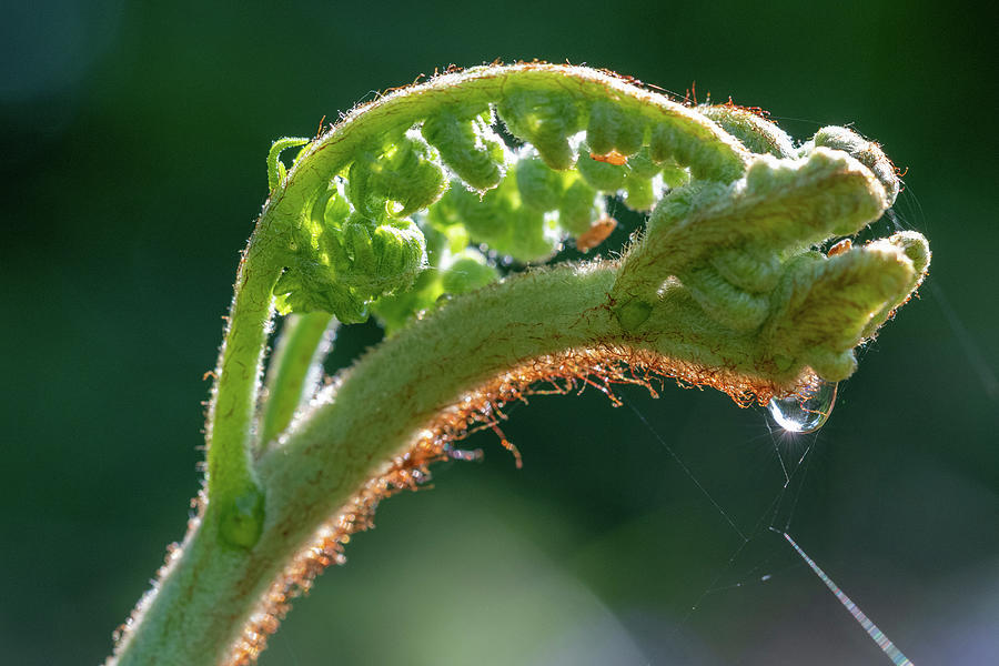 Fern and water droplet Photograph by Mark Hunter