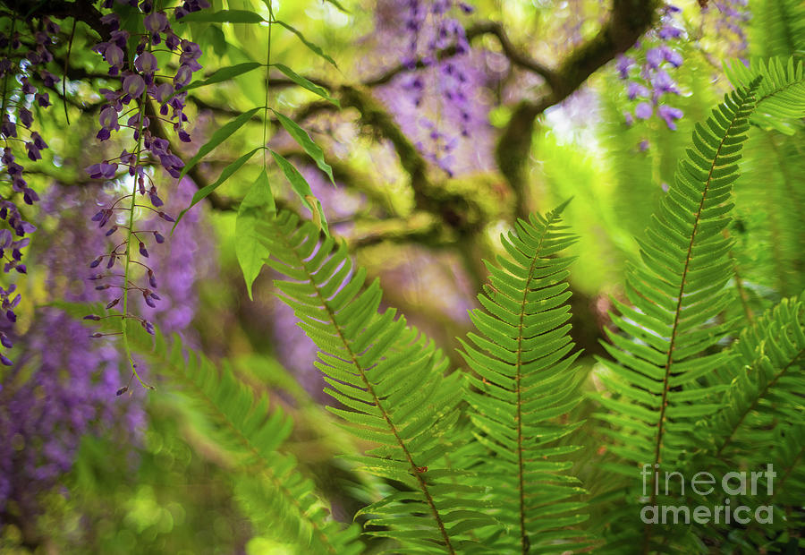 Fern And Wisteria Montage Photograph