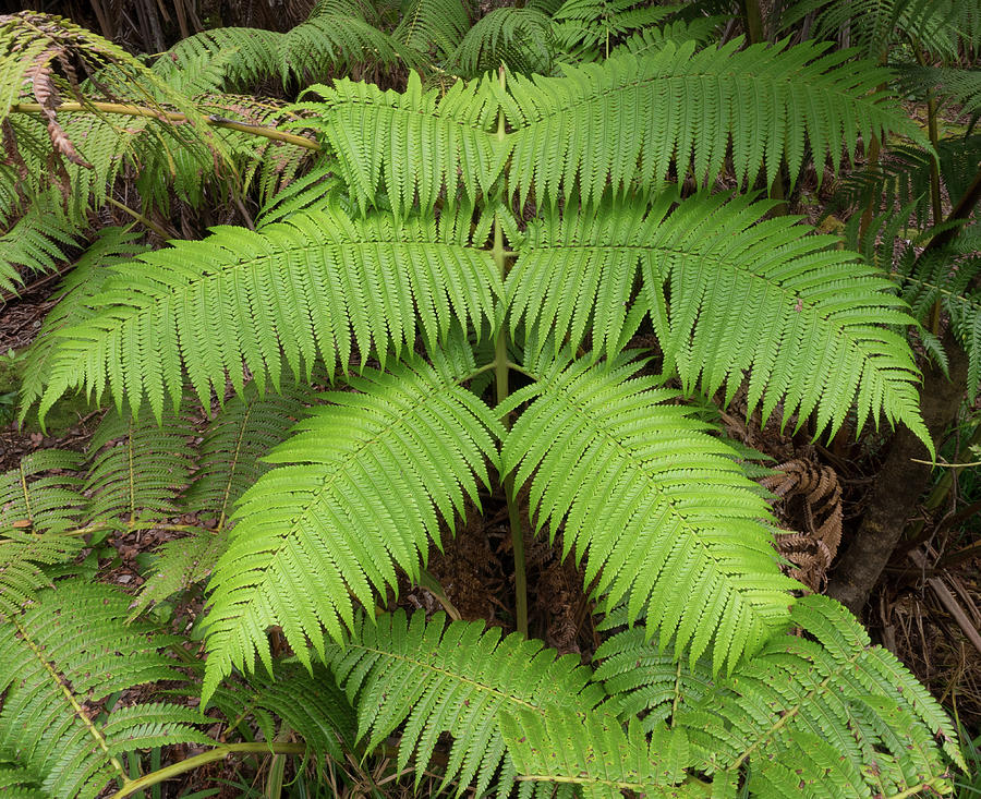 Fern at Hilo Hawaii Photograph by James C Richardson