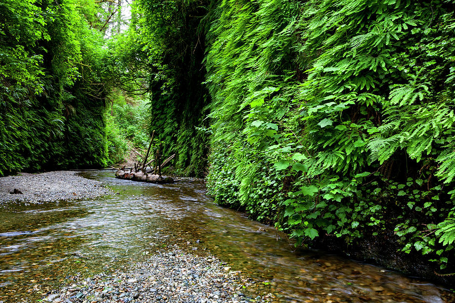 Fern Canyon at Prairie Creek Redwoods State Park Photograph by Rick Pisio