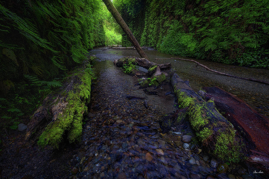 Fern Canyon Painting - Fern Canyon by Chris Steele