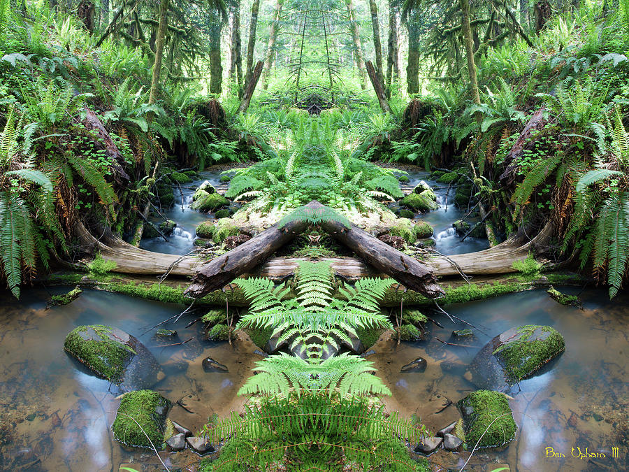 Fern Canyon in Mirrorland 1 Photograph by Ben Upham III