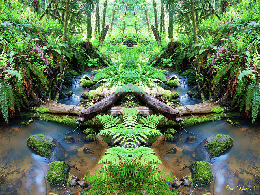 Fern Canyon in Mirrorland 1 with Saturated Colors Photograph by Ben Upham III
