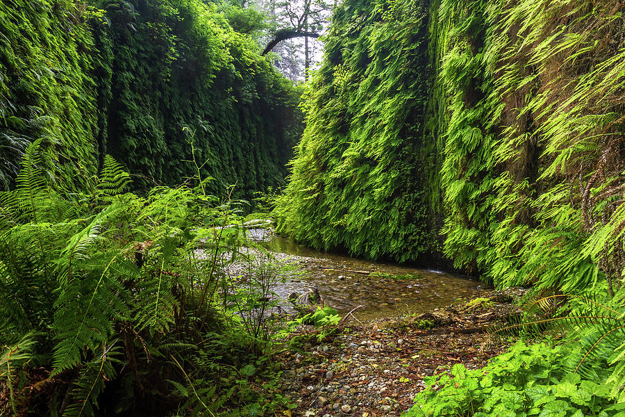 Fern Canyon in Redwood National Park Photograph by Pierre Leclerc ...