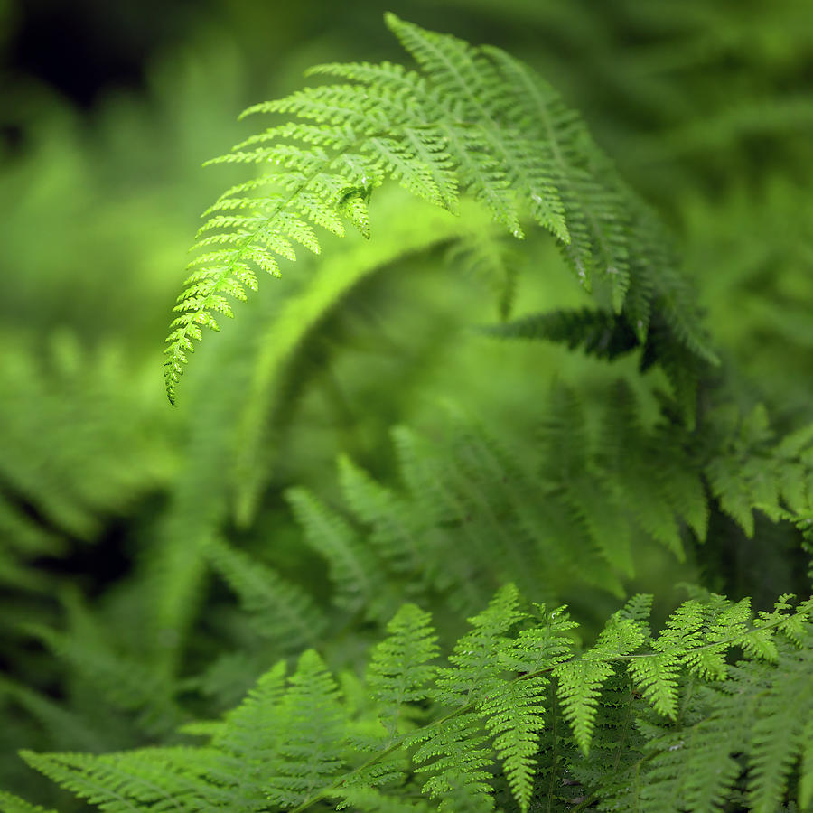 Fern Close Up Photograph by Bill Wakeley