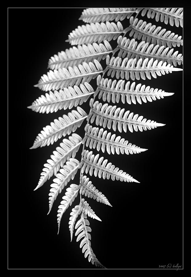 Fern Dance Photograph by Holly Kempe