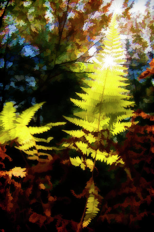 Fern design in the sun .......  paintography Photograph by Dan Friend