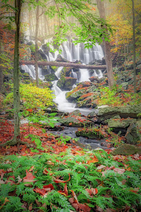 Fern Falls Photograph by Bill Wakeley