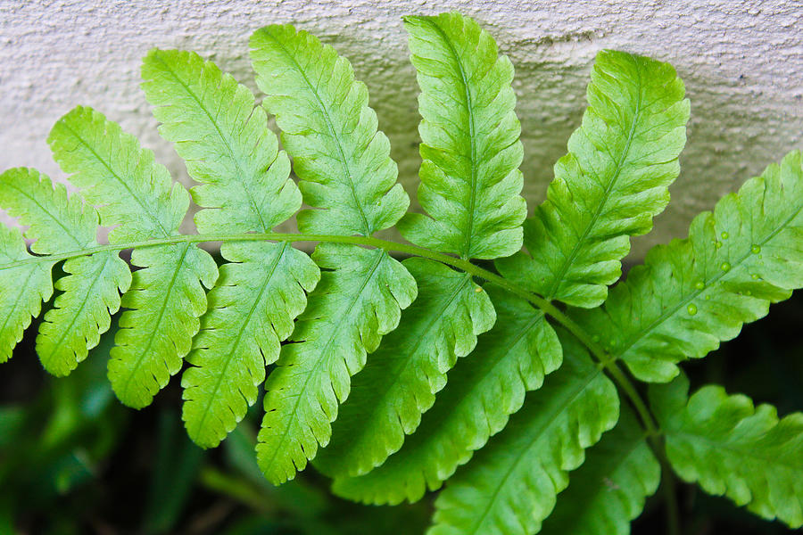 Fern, Fern leaf Photograph by Jo Pateman - Fine Art America