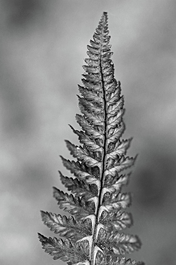 Fern Frond Black And White Photograph by Debbie Oppermann