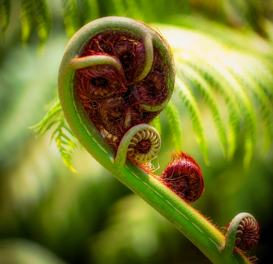 Fern Fronds by Mike-Hope Photograph by Michael Hope