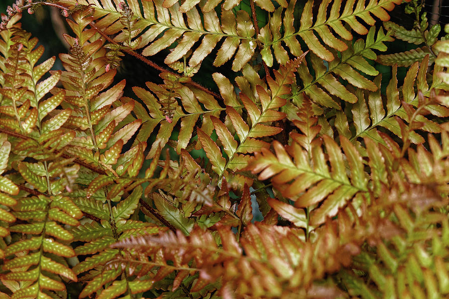 Fern Fronds Photograph by Jeff Townsend