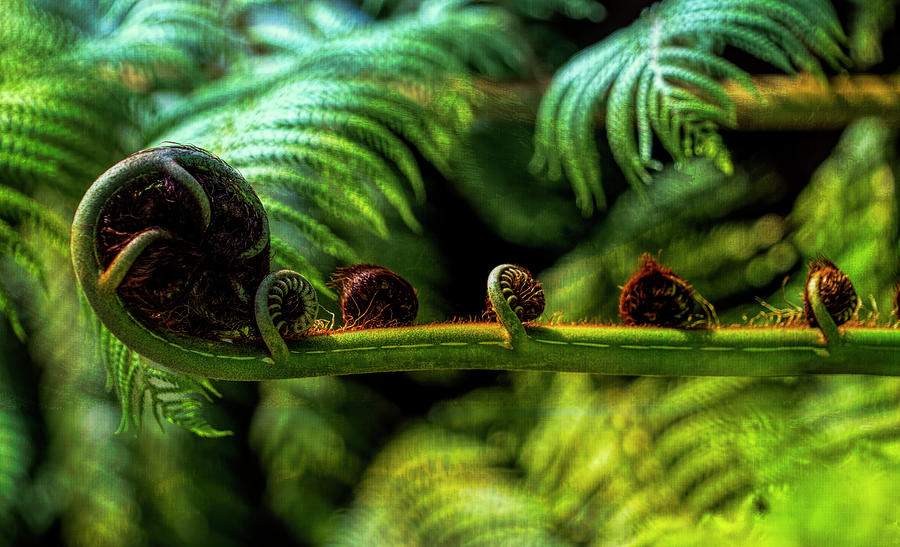 Fern Fronds Two Photograph by Michael Hope