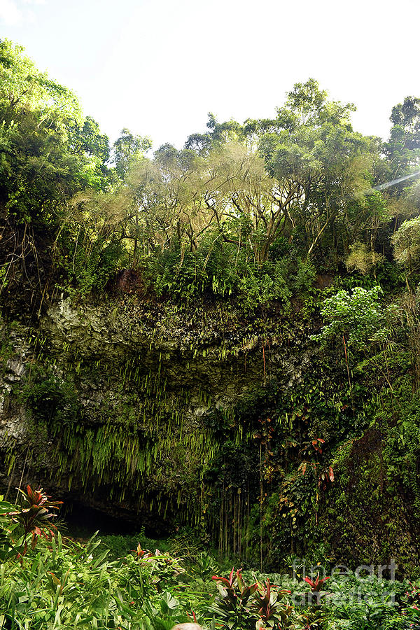 Fern Grotto Photograph by Cindy Murphy