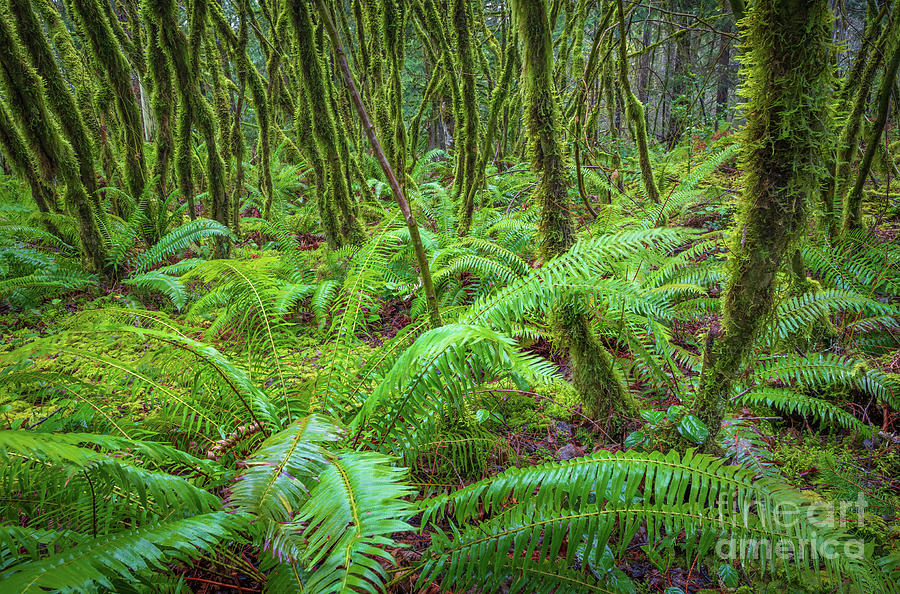 Fern Grove Photograph by Inge Johnsson