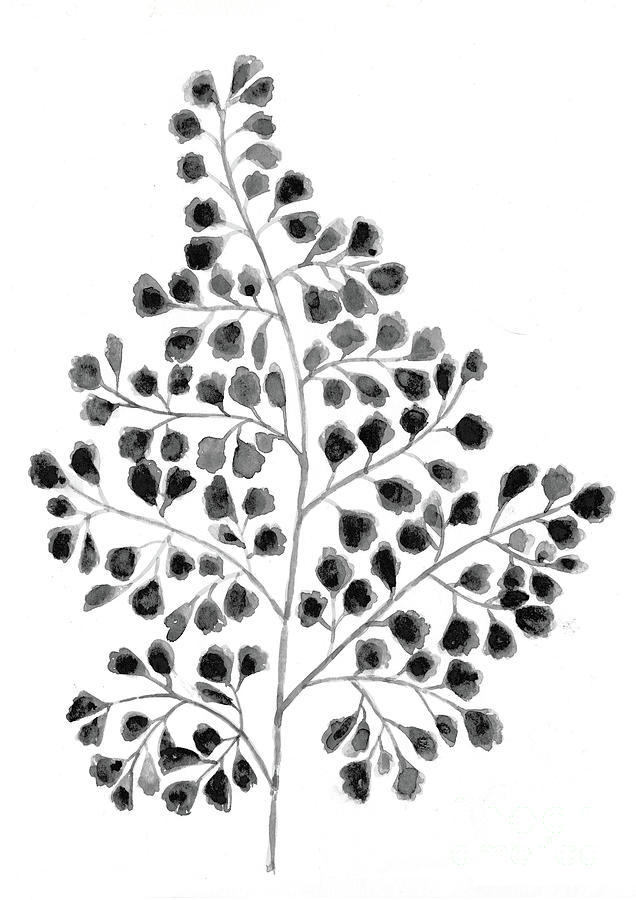 lady fern drawing
