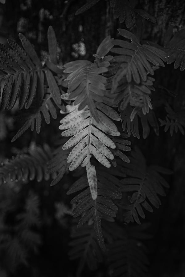 Fern in Black and White Photograph by Carolyn Hutchins