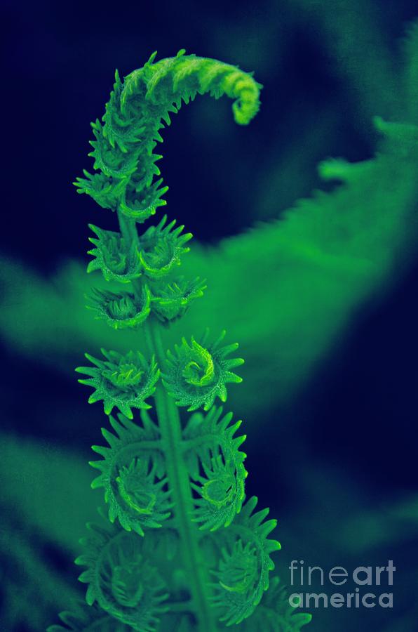 Fern In Green On Blue Photograph