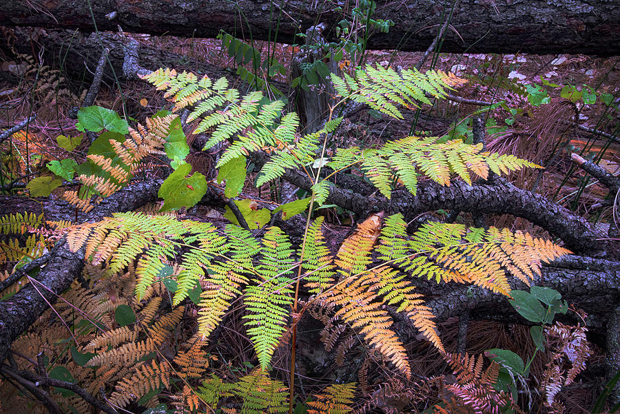 Fern in the fall Photograph by Dave Dilli