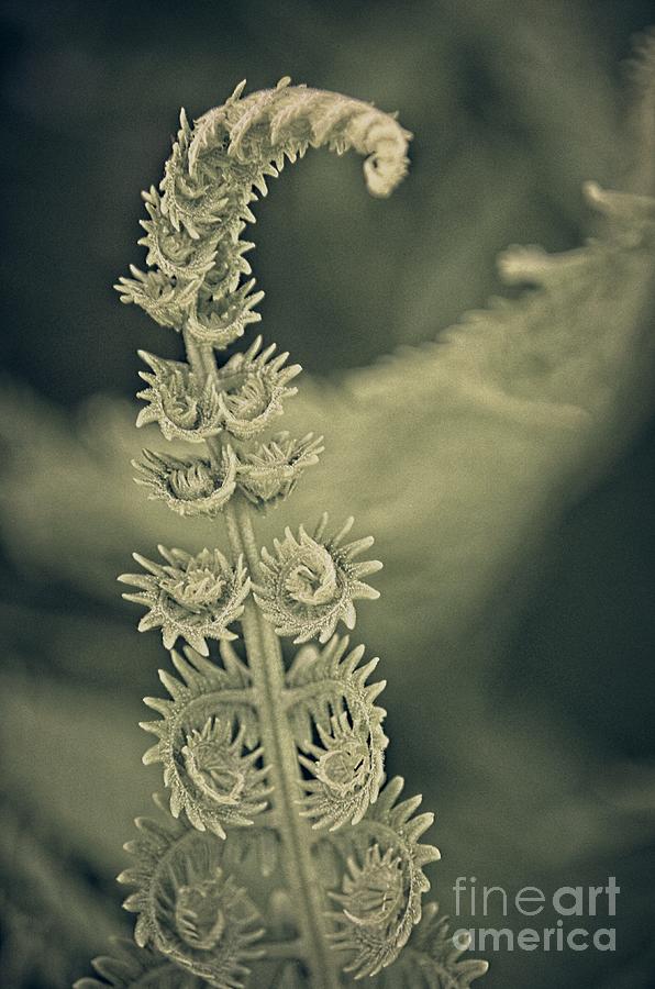 Fern In White On Gray Photograph