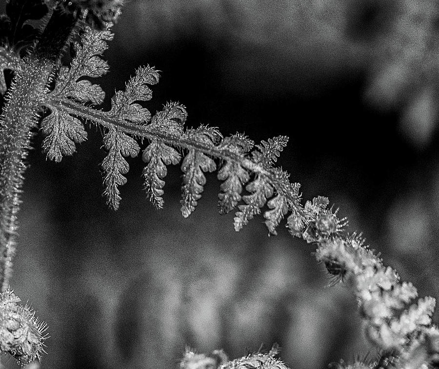 Fern leaf in black and white Photograph by Alan Goldberg