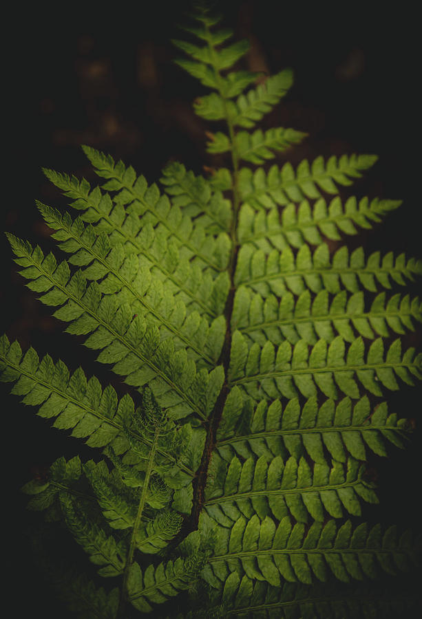Fern Leaf Photograph