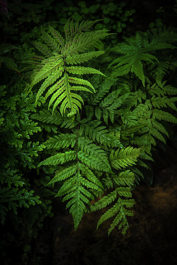 Fern Leaves  - Dark Tropics Photograph by Jenny Rainbow