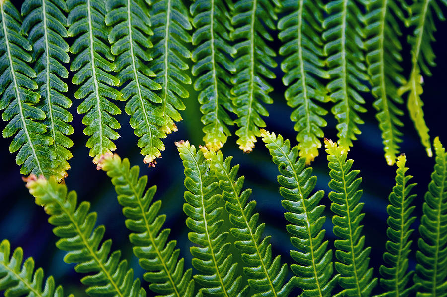 Fern Leaves Touching One Another Photograph by Artie Photography (Artie Ng)