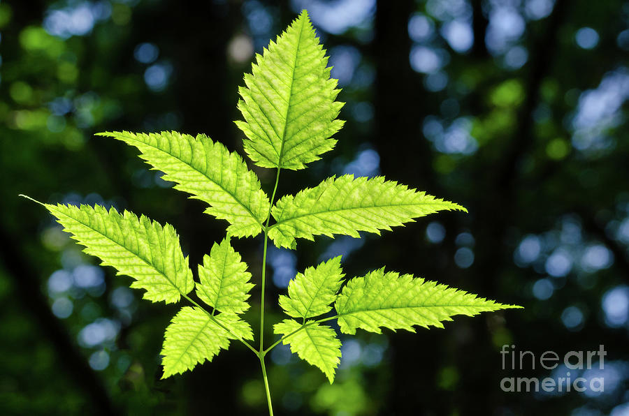 Fern like plant stem serrated leaves in sunlight over forest background Photograph by Peter Hermes Pixels