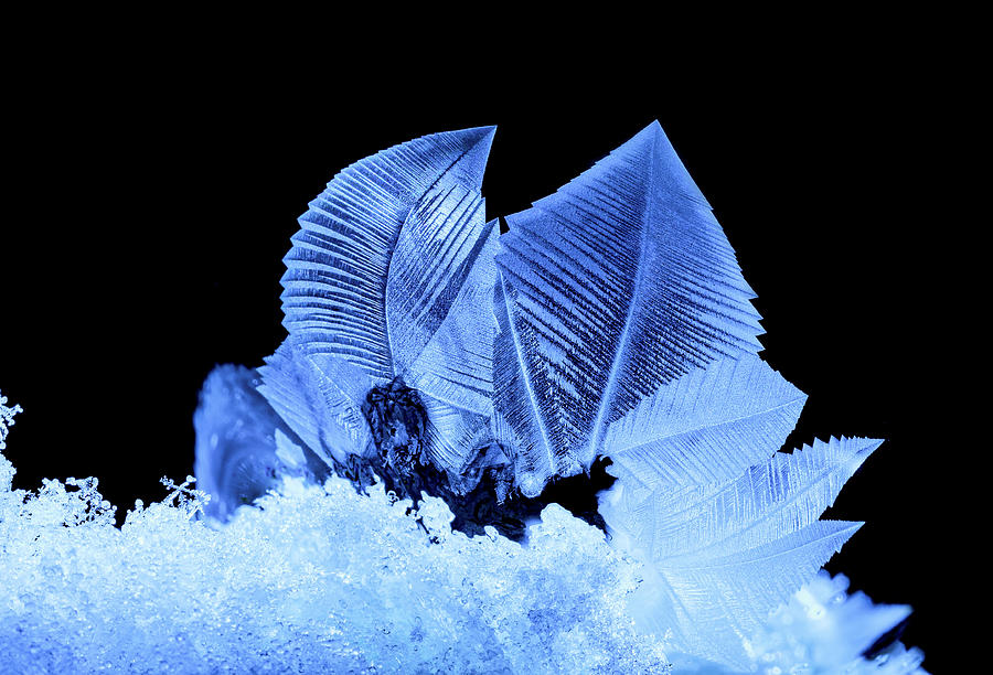 Fern like structure on a frozen soap bubble. Macro Image. Photograph by David Ilzhoefer