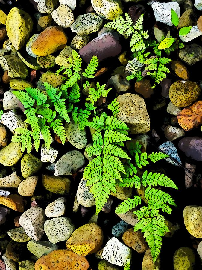 Fern on the rocks Photograph by George Harth