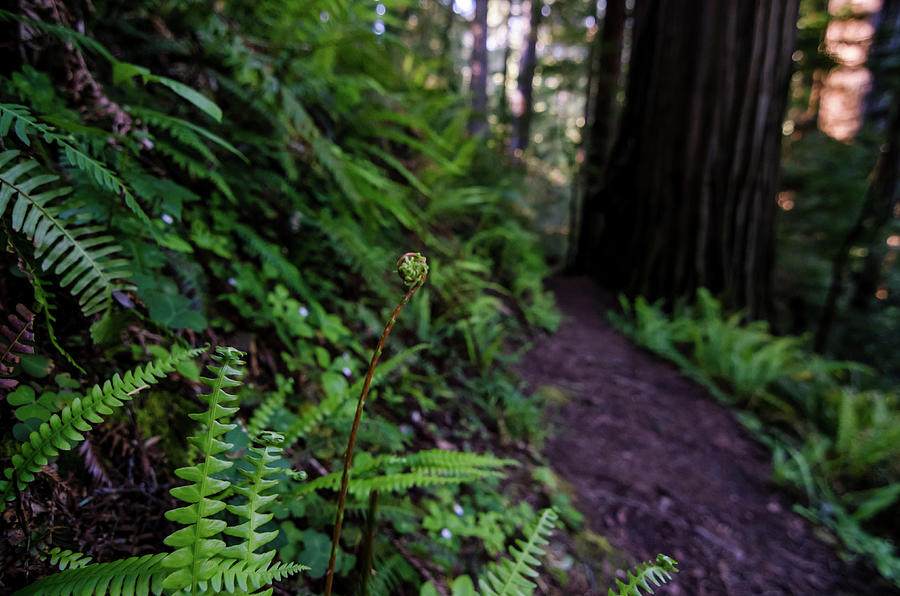 Fern Path Photograph by Margaret Pitcher