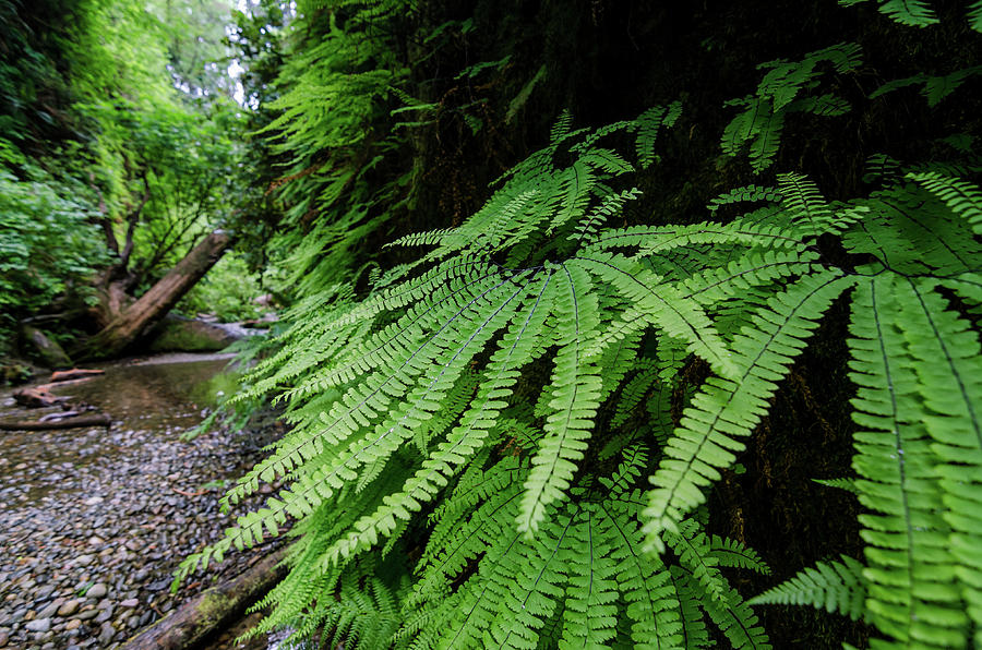 Fern Perfection Photograph by Margaret Pitcher