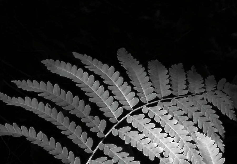 Fern Plant in BW Photograph by Sandra Js