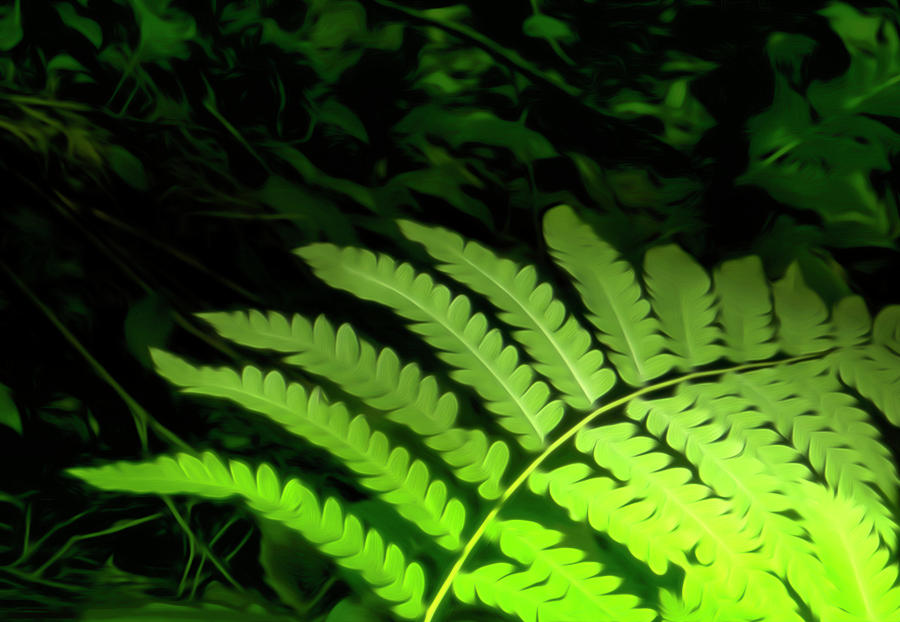 Fern Plants in Natural Light Abstract Art Photograph by Sandra Js