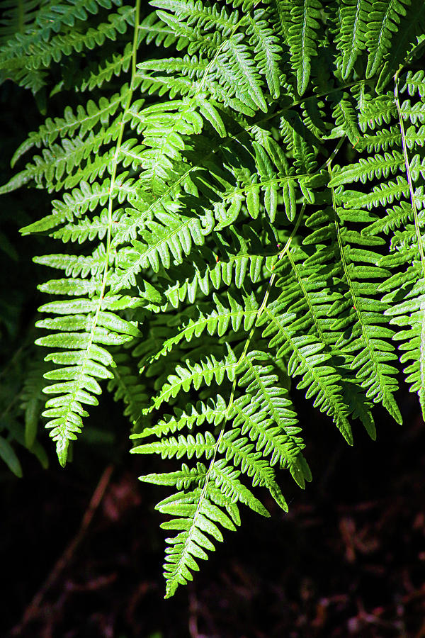 Fern point Photograph by Marla Steinke - Fine Art America