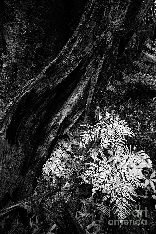 Fern Photograph by Russell Brown