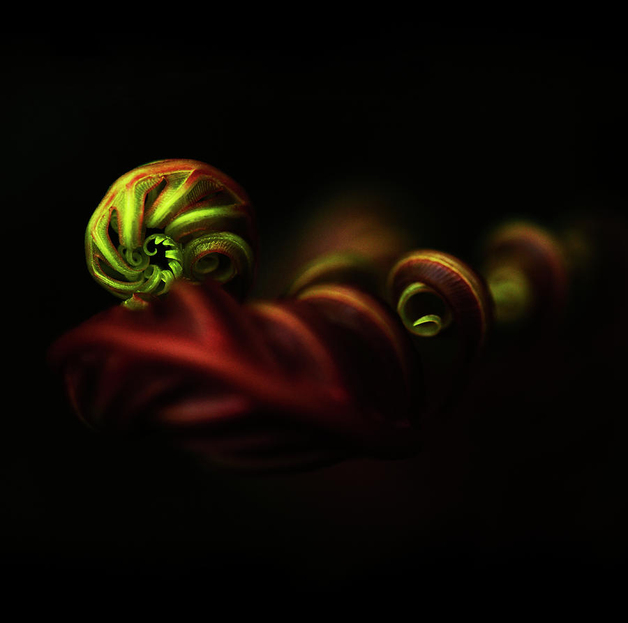 Fern Sprout Chiaroscuro Study Photograph by Jenny Rainbow