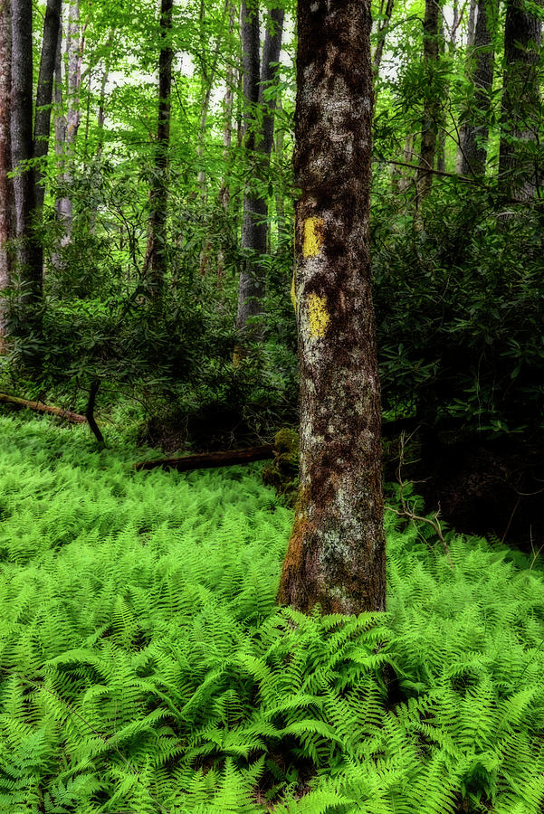 Fern surrounding trunk of tree at Green scenery on Glady Fork River ...