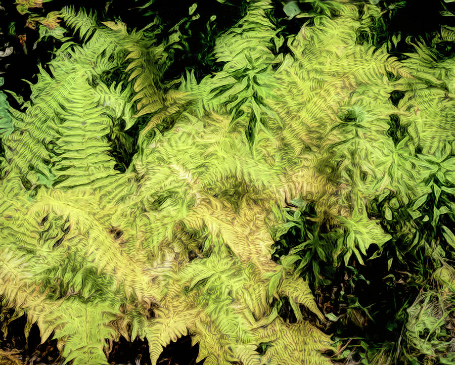 Ferns 1 DecorArt Photograph by Dan Carmichael