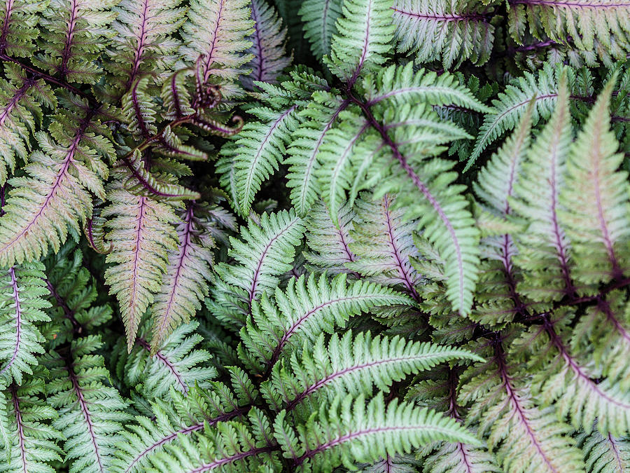 Ferns Abstract. Close-up of ferns in a garden. Photograph by Rob Huntley